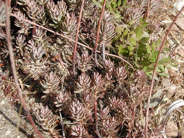 Pianta Sarda - sedum sp